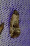 Elaphria venustula