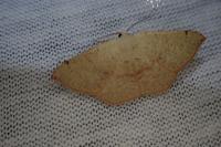 Cyclophora punctaria