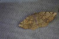 Stegania trimaculata