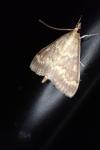 Ostrinia nubilalis