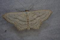 Scopula nigropunctata