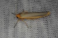Manulea complana