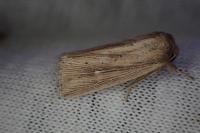 Mythimna straminea