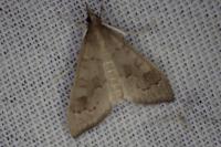 Mecyna asinalis