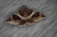 Dysgonia algira