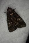 Aedia leucomelas