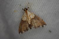 Agrotera nemoralis