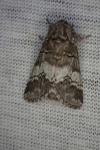 Drymonia querna