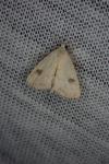 Rivula sericealis