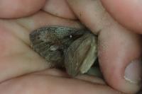 Dendrolimus pini
