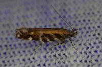 Aristotelia ericinella