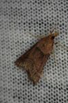 Synaphe punctalis