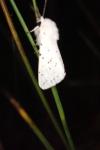 Spilosoma lubricipeda