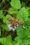 Euclidia glyphica