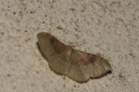 Idaea degeneraria
