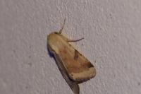 Heliothis peltigera