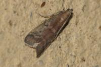 Phycita roborella