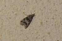 Eudonia mercurella
