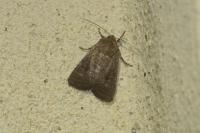 Hoplodrina
