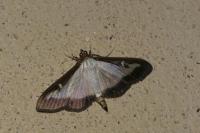 Cydalima perspectalis