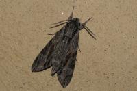 Agrius convolvuli