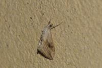 Evergestis forficalis