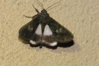 Aedia leucomelas