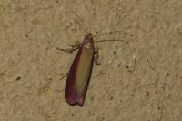 Oncocera semirubella