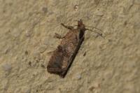 Celypha striana