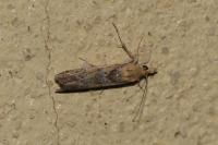Ancylosis cinnamomella