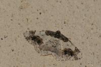Ligdia adustata