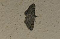 Gymnoscelis rufifasciata