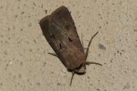 Agrotis exclamationis
