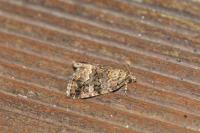 Deltote pygarga