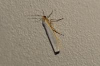 Eilema caniola