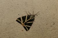 Euplagia quadripunctaria