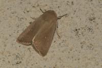 Mythimna sicula