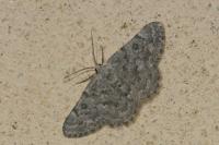 Charissa mucidaria