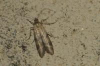 Homoeosoma sinuella