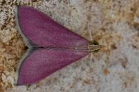 Pyrausta inornatalis