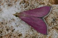 Pyrausta inornatalis