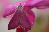 Pyrausta inornatalis