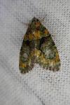 Cryphia algae
