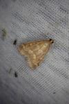 Ostrinia nubilalis