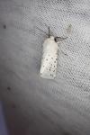 Spilosoma lubricipeda
