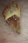Lasiocampa quercus