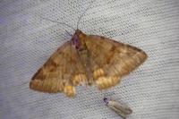 Euclidia glyphica