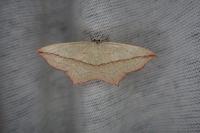 Timandra comae