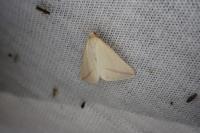 Rhodometra sacraria
