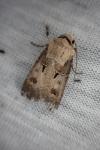 Agrotis exclamationis